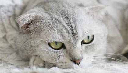 世界杯app下载-赛后怒砸球拍，高芙：我知道自己情绪化，所以要发泄沮丧情绪