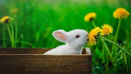 世界杯app下载-赛后怒砸球拍，高芙：我知道自己情绪化，所以要发泄沮丧情绪